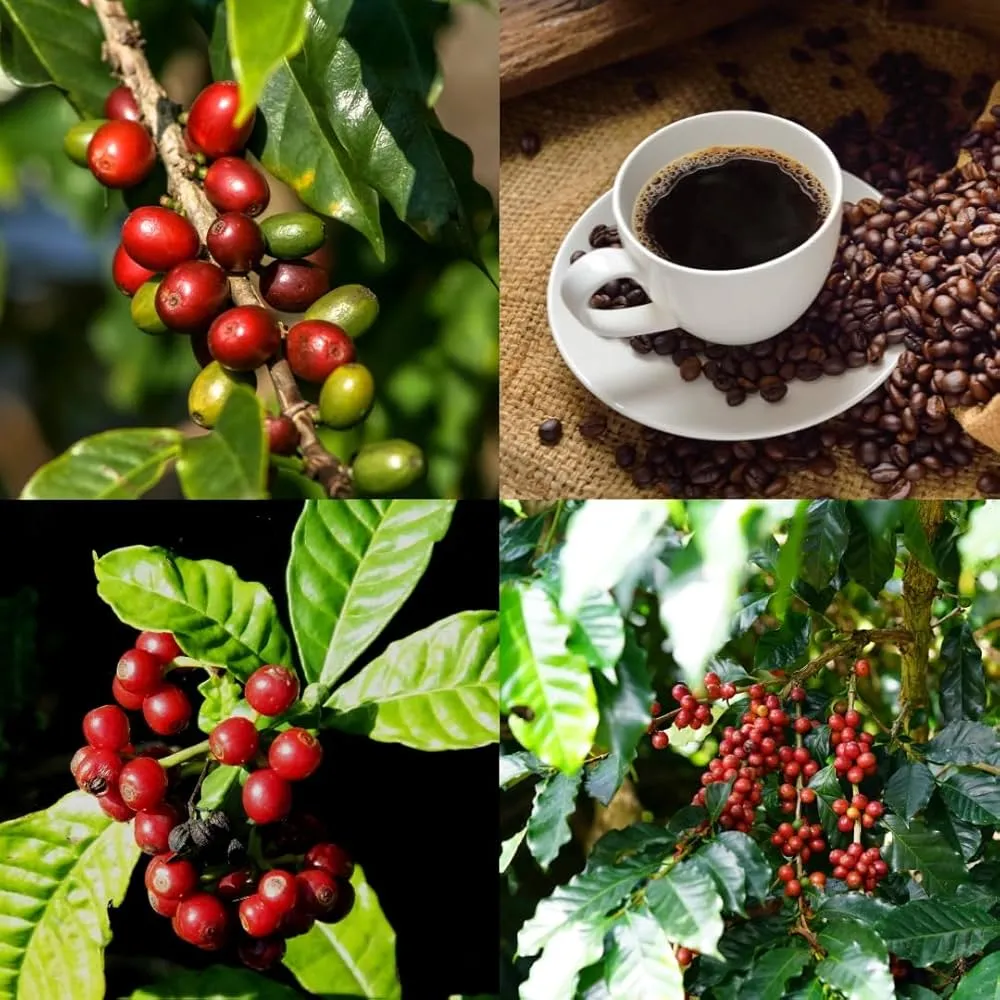 Brazil Nắng Nóng Trở Lại – Giá Cà Phê Lập Đà Tăng Mới?